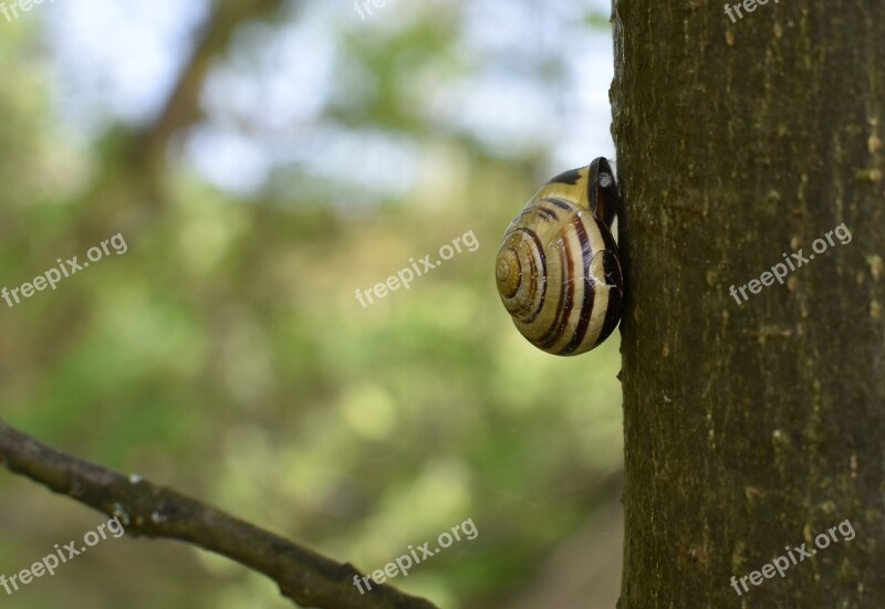 Snail Shell Garden Bänderschnecke Tree Bark Free Photos