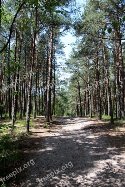 Forest Coniferous Forest Pine Forest Pine Nature