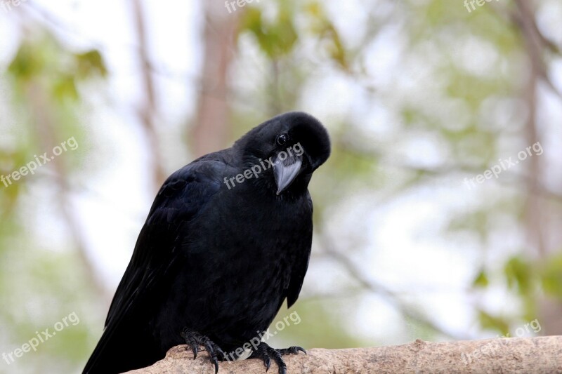 Crow Bird Living Nature Animals Nature