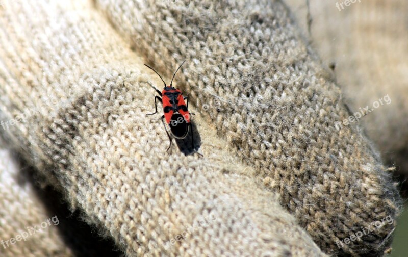 Bug Bug-soldier Insect Macro Nature