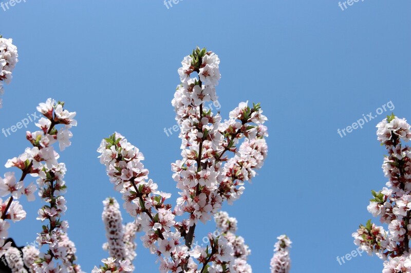 Cherry Bloom Cherry Blossoms Spring White Flowers