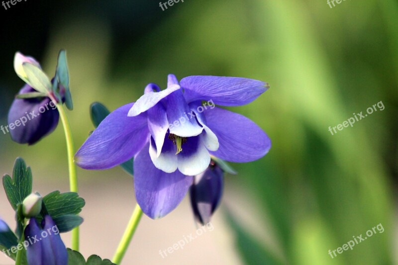 Aquilegia The Catchment Plant Nature Flower