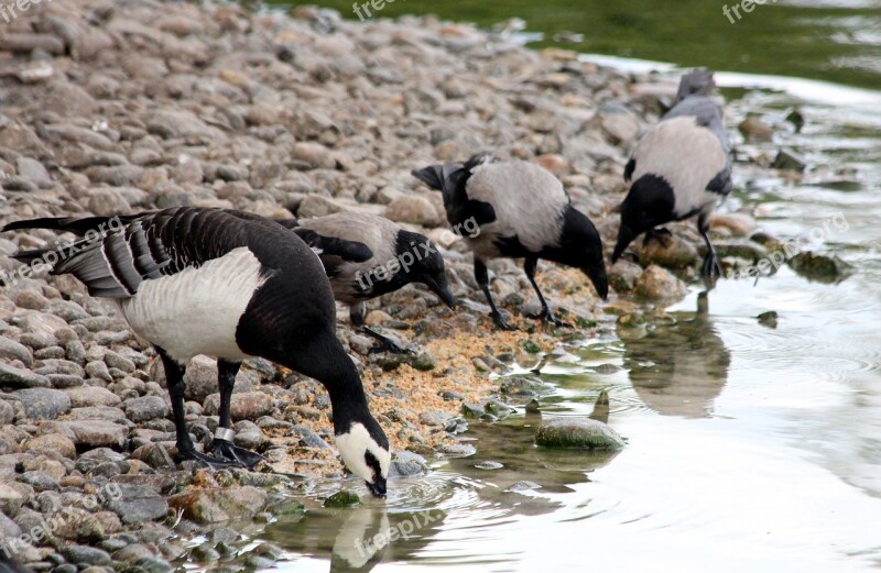 Goose Branta Leucopsis Barnacle Goose Feathered Race Living Nature