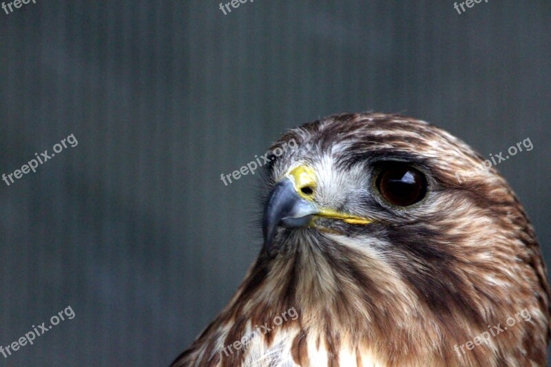 Buzzard Sarich Buteo Buteo Predator Beak