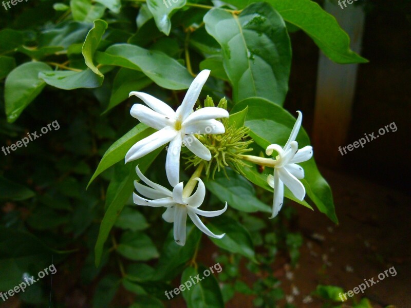 Jasmine Nithyakalyani Catharanthus Roseus Flower Close Up