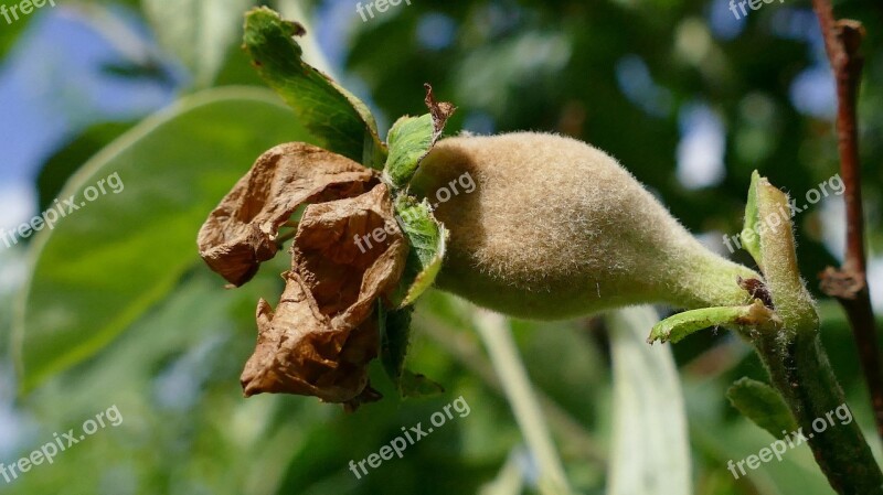 Quince Pear-quince Fruit Fluffy Kernobstgewaechs