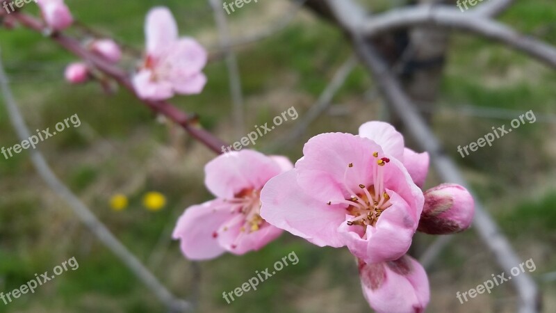 Peach Flower Blossom Bloom Blooming Nature