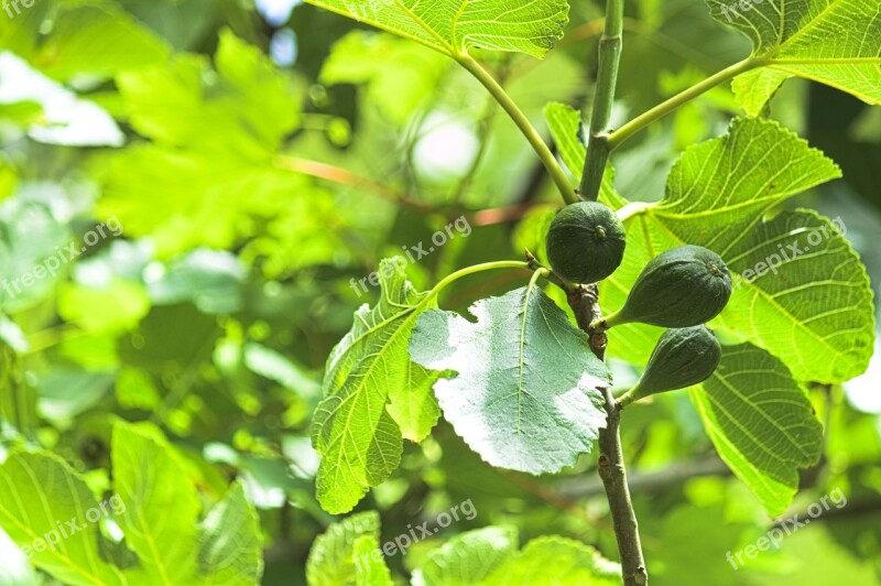 Figs Fig Tree Fruit Sweet Nature