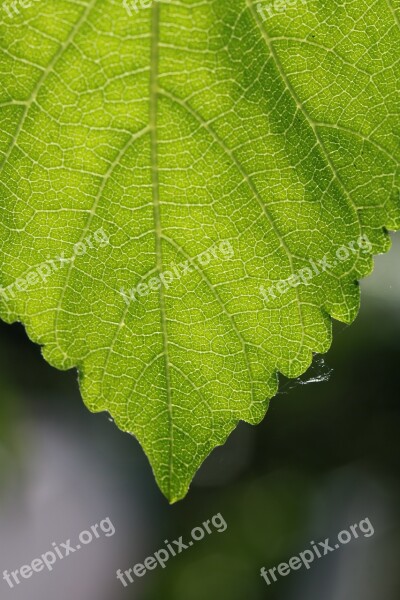 Leaf Nature Green Tree Leaf Color