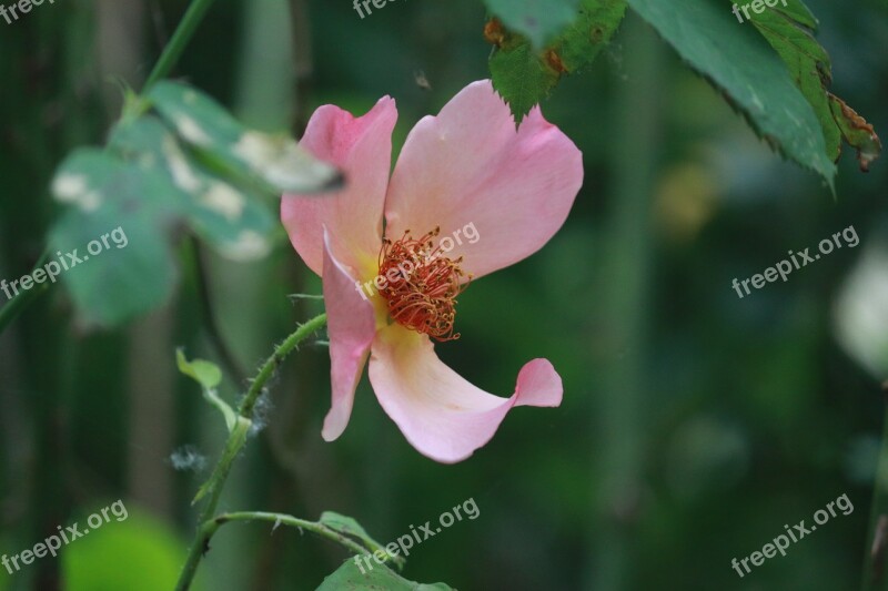 Rosebush Simple Flower Flowering Rose Bush Pink Flowers Plant