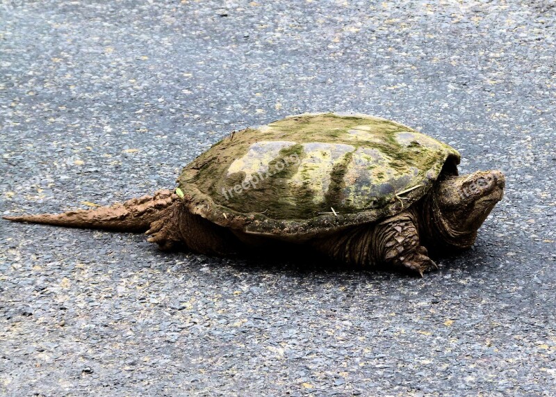 Snapping Turtle Fresh Water Snapping Turtle Aquatic