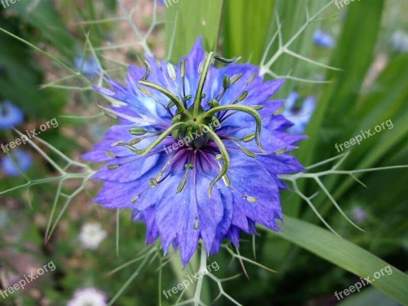 Damascus Nigella Flower Blue Flower Garden Nigella