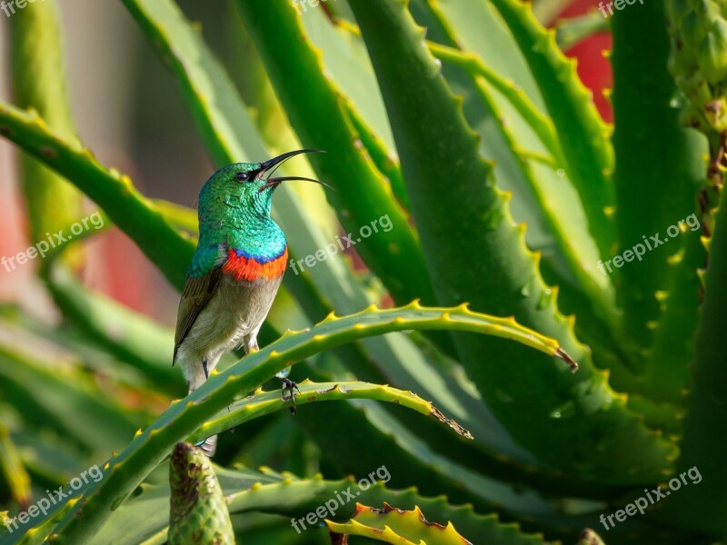 Southern Double-collared Sunbird Male Bird Hummingbird Nature