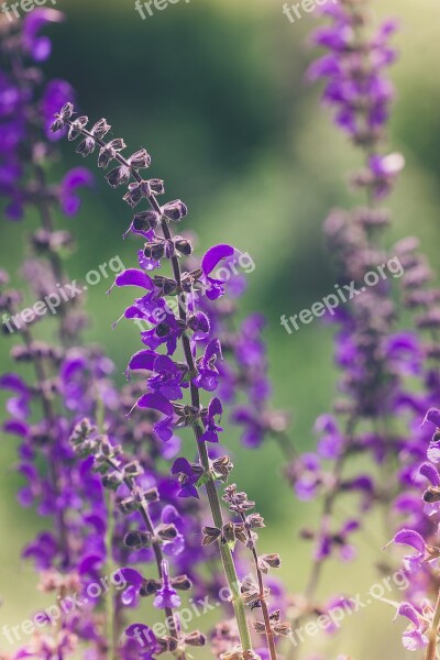 Flower Purple Purple Flowers Flowers Flower Purple