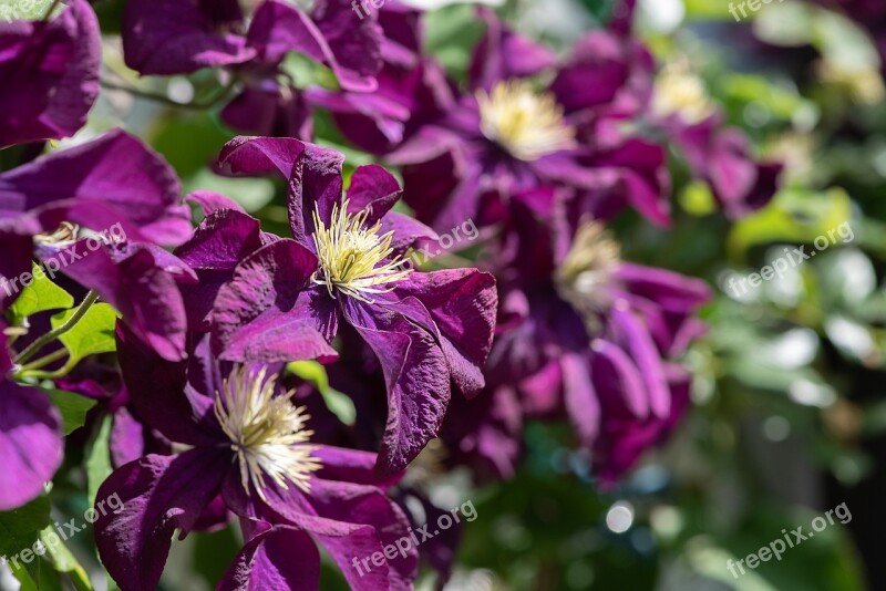 Clematis Flowers Purple Flowers Flower Purple Violet