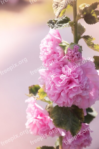 Stock Rose Pink Pink Hollyhock Flower Pink Flower