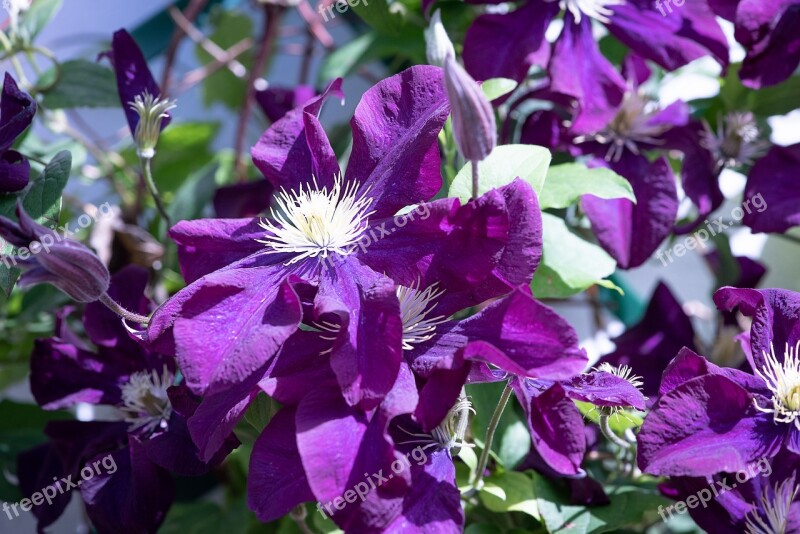 Clematis Violet Flower Violet Flower Blossom