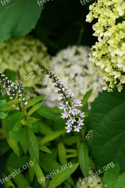 Schneef Elbe Rich Flower White Lysimachia Clethroides Duck-billed Felberich