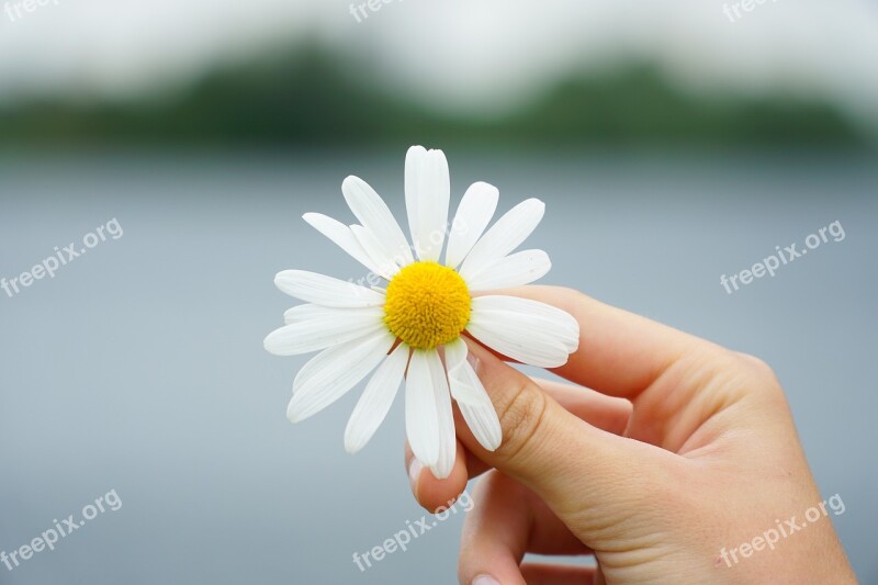 Flower Hand Yellow White Held