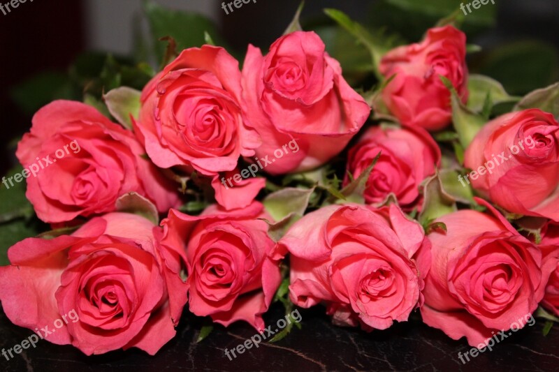 Roses Pink Roses Bouquet Of Roses Floribunda Rose Bloom