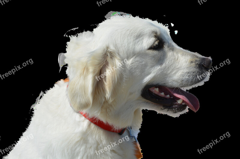 Dog Isolated Golden Retriever Animal Portrait Nature