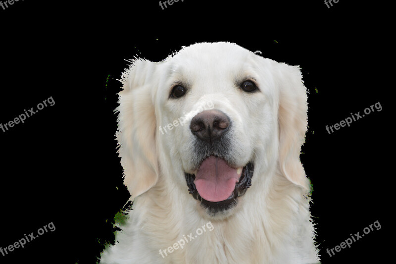 Dog Free Golden Retriever Pet Dog Young