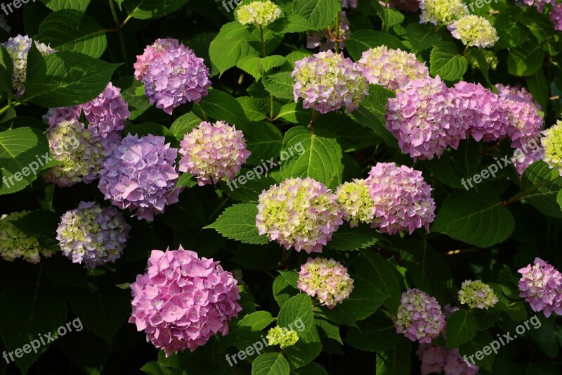 Hydrangea Flower Blossom Bloom Nature