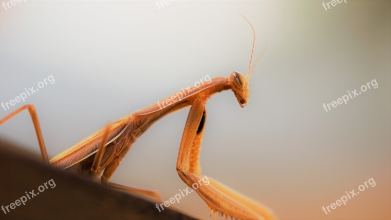 Praying Mantis Nature Experience Macro Fishing Locust Close Up