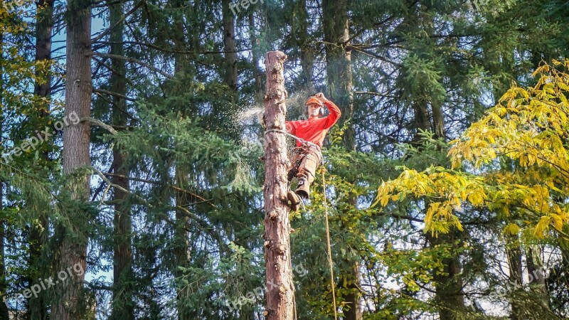 Tree Service Landscaping Service Tree Landscape