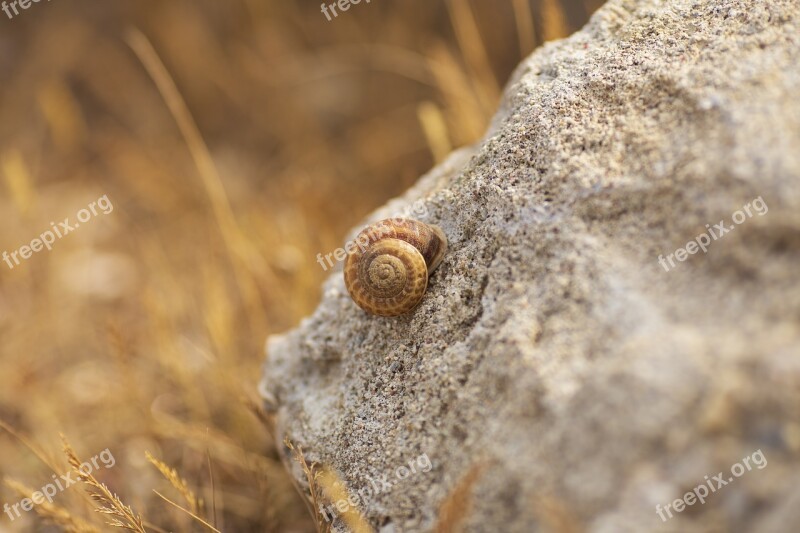 Snail Nature Stone Macro Grass