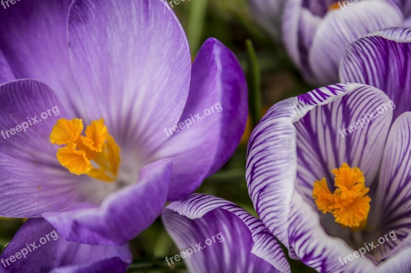 Flowers Crocus Purple Blossom Nature