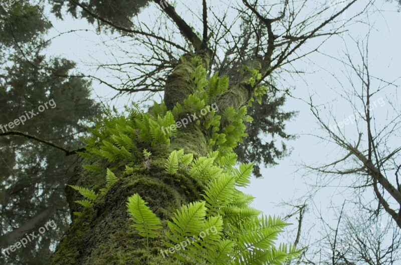 Tree Ferns Nature Green Forest