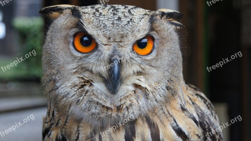 Owl Free Deer Bird Of Prey Raptor Eagle Owl