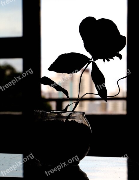 Flower Silhouette Against Light Flowers Light Background