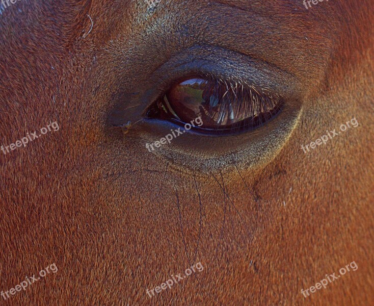 Horse Eye Close Up Brown Iris