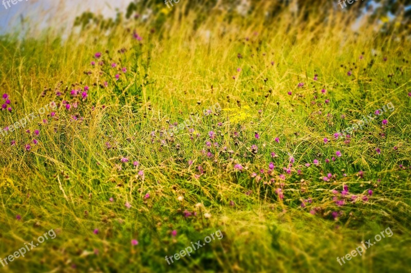 Field Flowers Nature Summer Plant