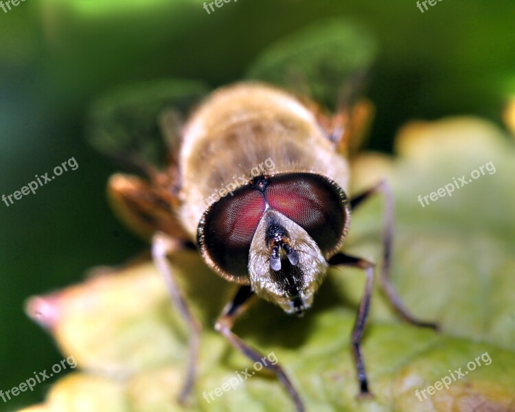 Insect Macro Nature Winged Insects Free Photos