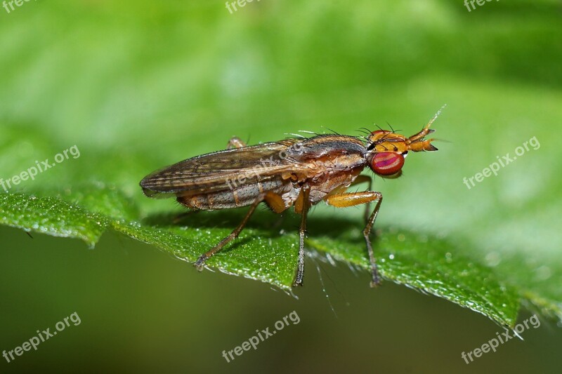 Mucha Insect Macro Bow Tie Nature