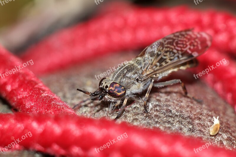 Insect Macro Winged Insects Mucha Free Photos