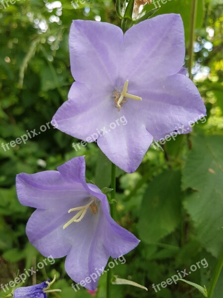 Flower Nature In The Free Plant Leaf