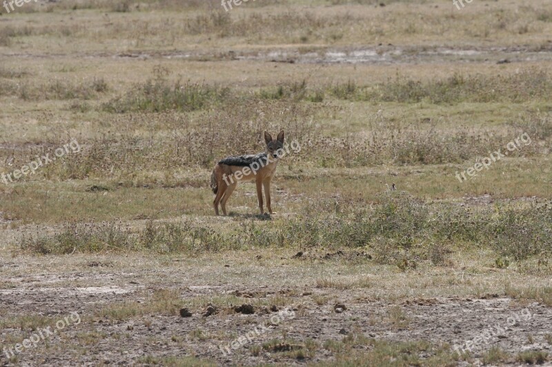 Jackal Safari Africa Kenya Wild