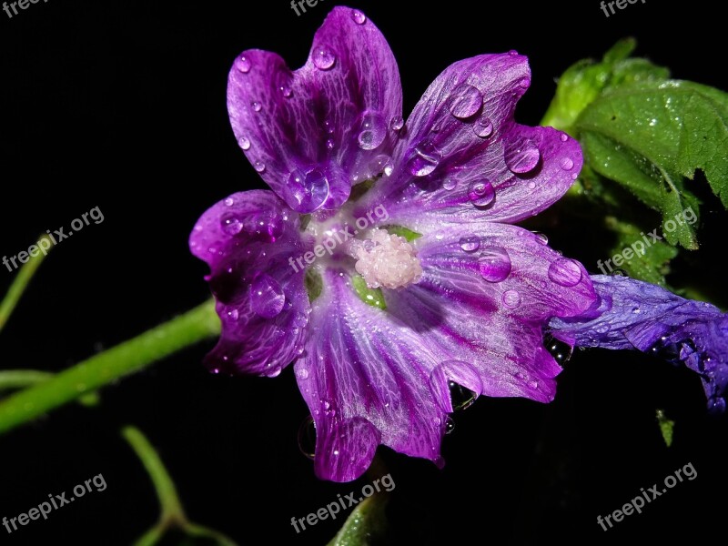 Mallow Wild Mallow Purple Drip Wild Flower