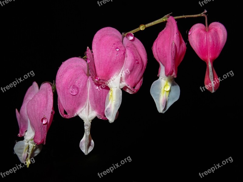 Heart Flower Drip Pink Dicentra Flower