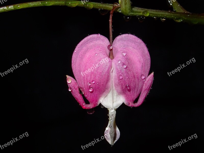 Heart Flower Drip Pink Dicentra Flower