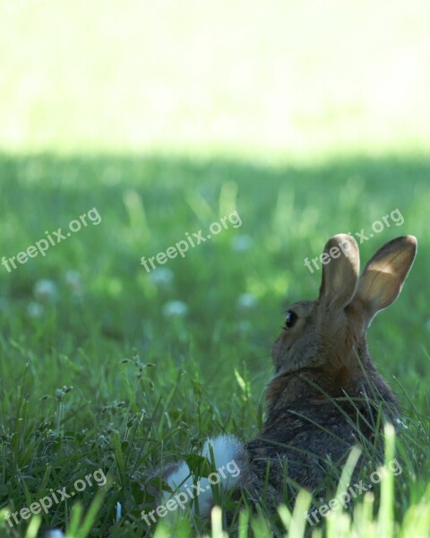 Bunny Rabbit Easter Cute Animal