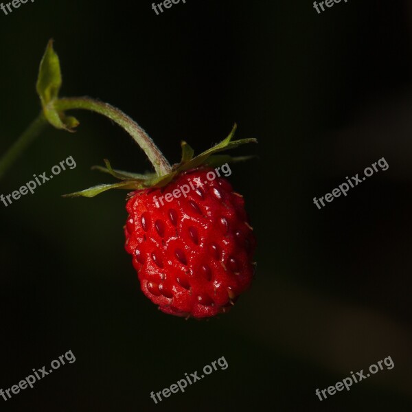 Close Up Strawberry Red Fruit Wild Strawberries