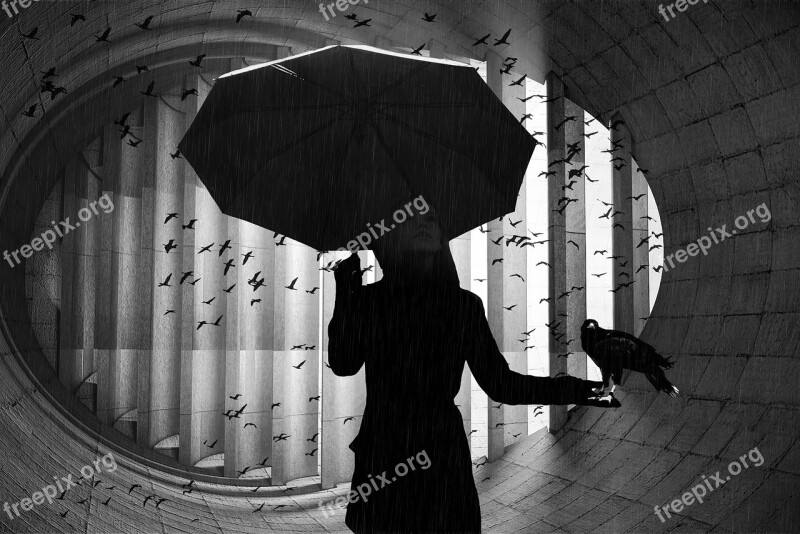 Umbrella Bird Woman Man Rain