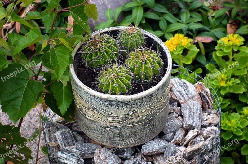 Plants Cacti Flower Pot Spikes Nature