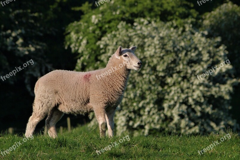 Lamb Cute Wool Animal Agriculture