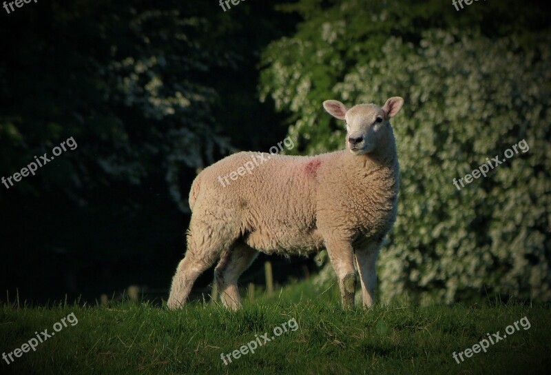 Lamb Ewe Ram Woolly Wool